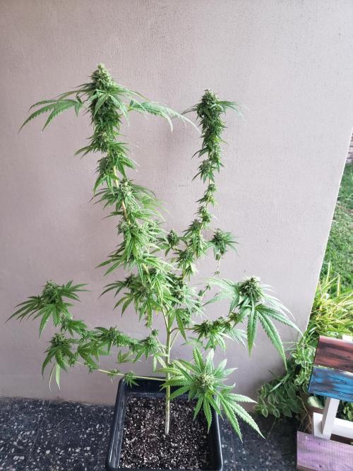 BIG BANG  divine seeds - Outdoor2026. Week 20