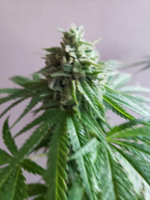 BIG BANG  divine seeds - Outdoor2026. Week 20
