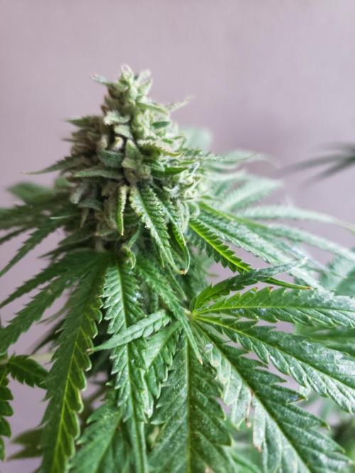 BIG BANG  divine seeds - Outdoor2026. Week 20