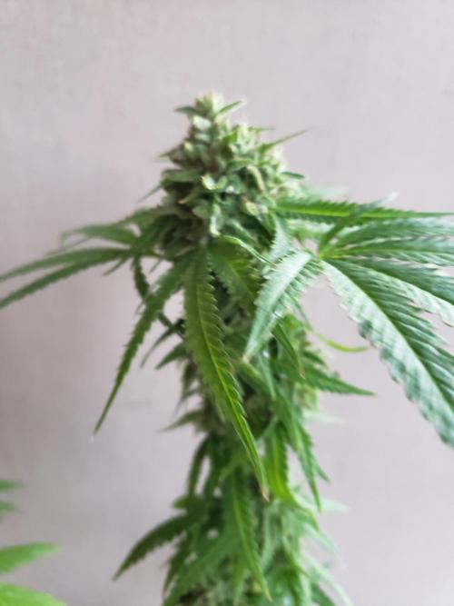 BIG BANG  divine seeds - Outdoor2026. Week 20