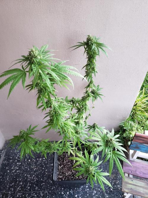 BIG BANG  divine seeds - Outdoor2026. Week 20