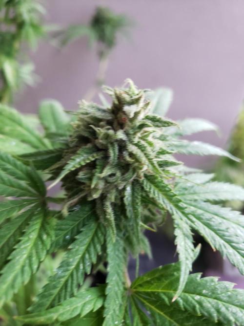 BIG BANG  divine seeds - Outdoor2026. Week 20