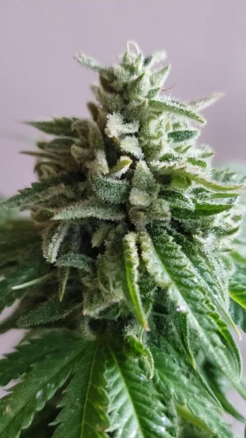 BIG BANG  divine seeds - Outdoor2026