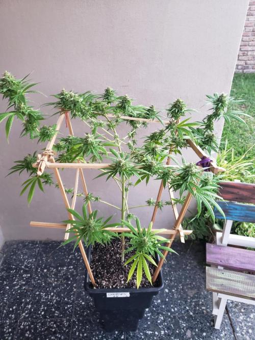 Gorilla Cookies FF - Outdoor 2026. Week 17