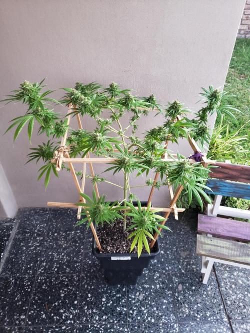 Gorilla Cookies FF - Outdoor 2026. Week 17