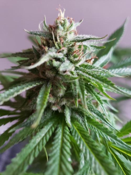 Gorilla Cookies FF - Outdoor 2026. Week 17
