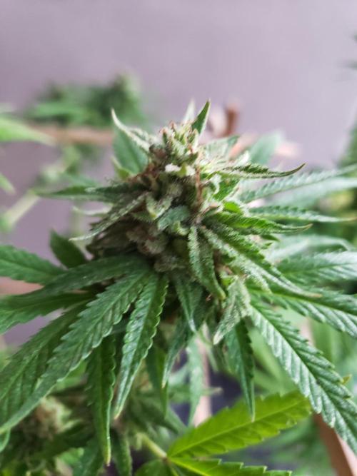 Gorilla Cookies FF - Outdoor 2026. Week 17