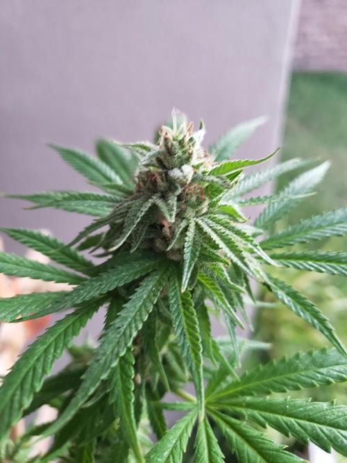 Gorilla Cookies FF - Outdoor 2026. Week 17