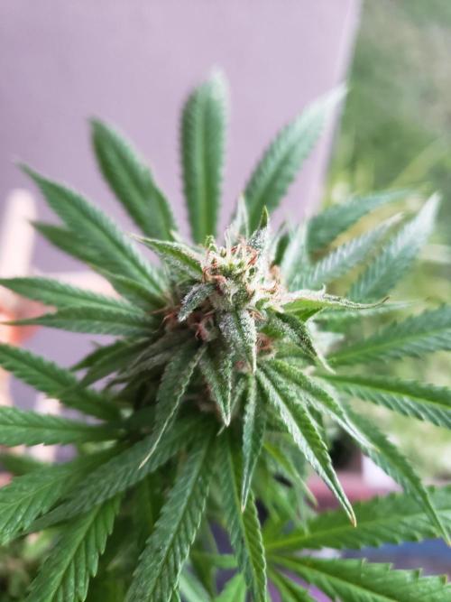 Gorilla Cookies FF - Outdoor 2026. Week 17