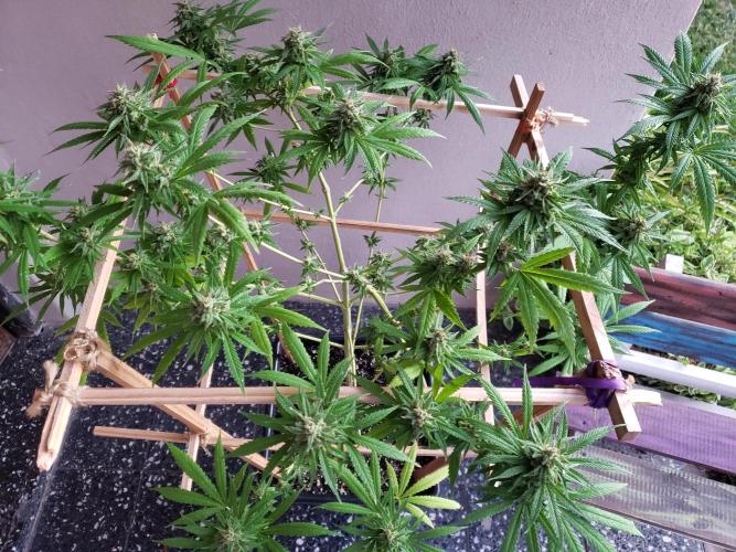 Gorilla Cookies FF - Outdoor 2026. Week 17