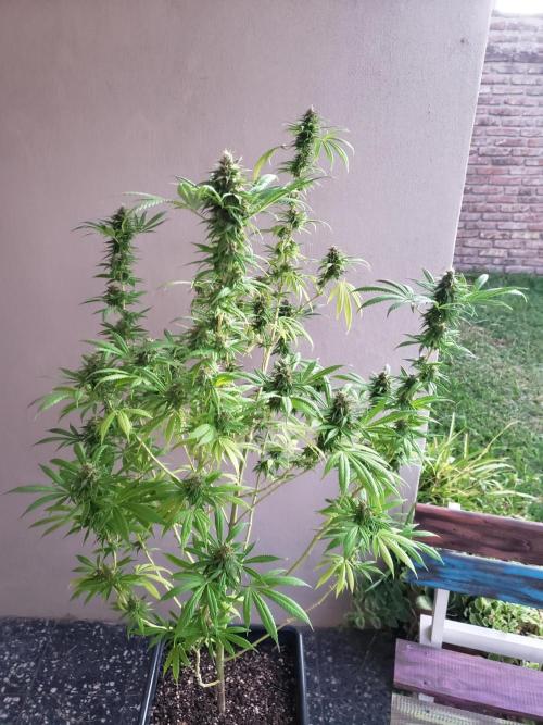 Laughing Budda  - Outdoor 2026. Week 21