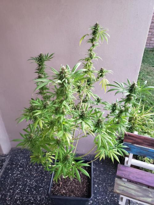 Laughing Budda  - Outdoor 2026. Week 21