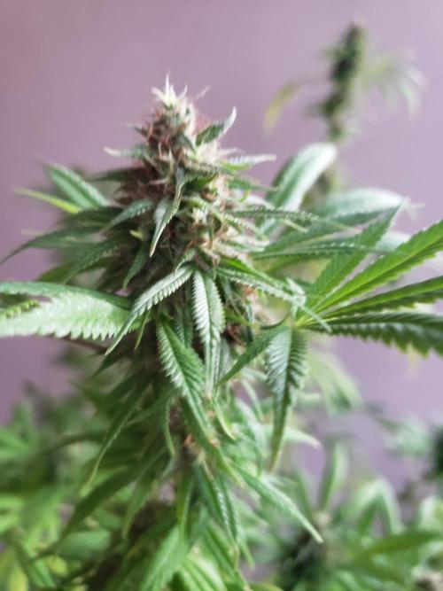Laughing Budda  - Outdoor 2026. Week 21