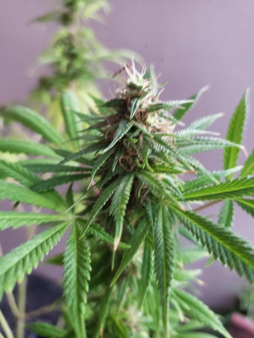 Laughing Budda  - Outdoor 2026. Week 21