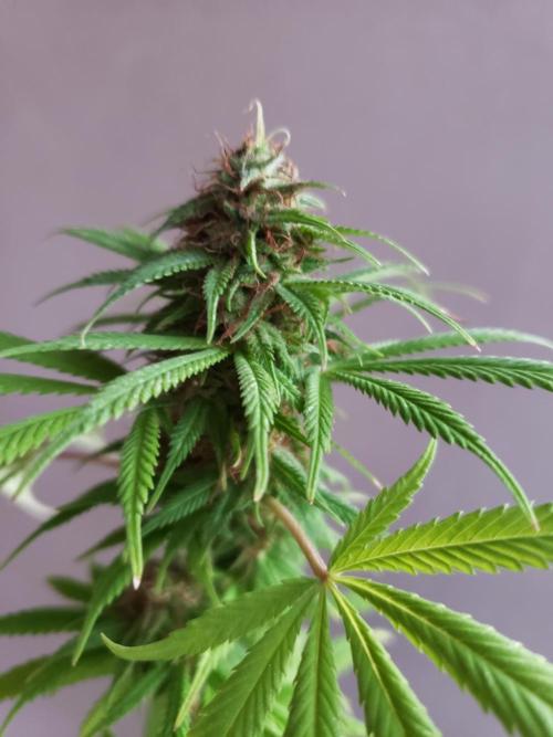 Laughing Budda  - Outdoor 2026. Week 21