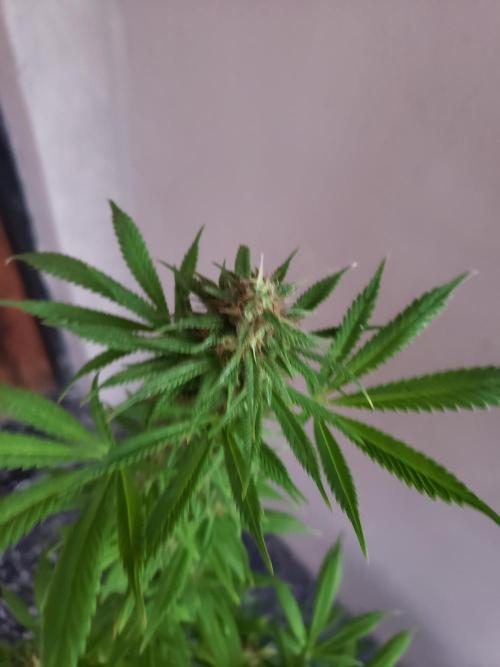 Laughing Budda  - Outdoor 2026. Week 21