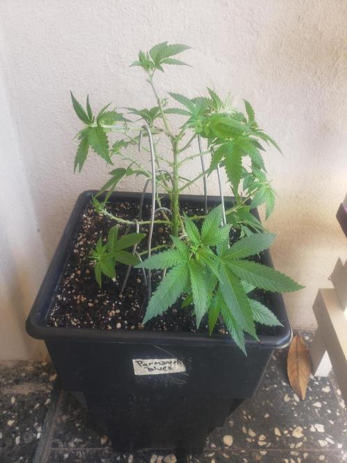 Permanent Bluez indoor. Week 8