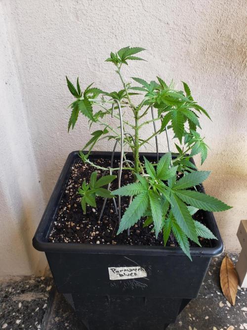 Permanent Bluez indoor. Week 8