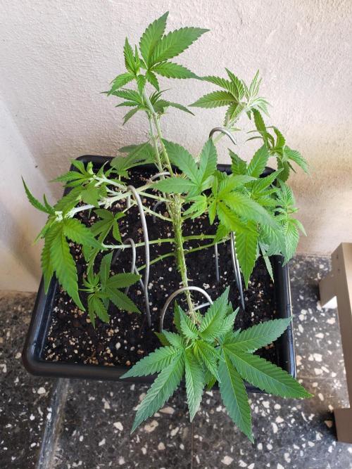 Permanent Bluez indoor. Week 8