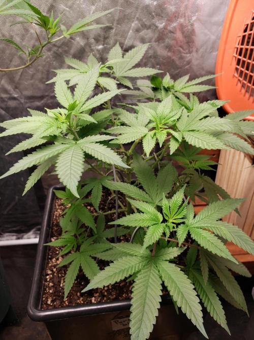 Permanent Bluez indoor. Week 8