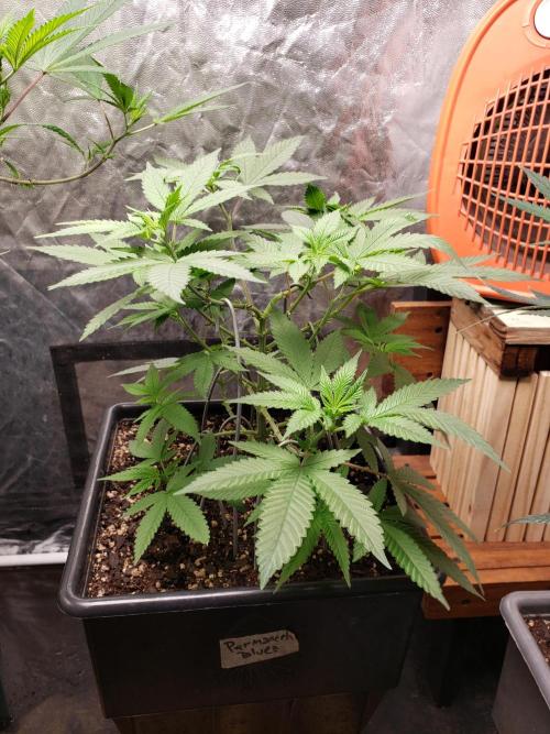 Permanent Bluez indoor. Week 8