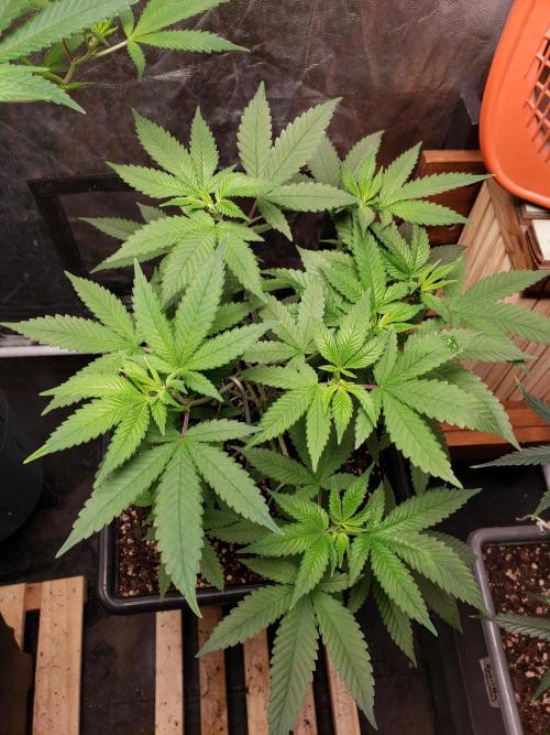 Permanent Bluez indoor. Week 8