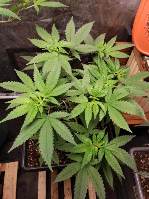 Permanent Bluez indoor. Week 8