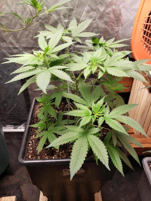 Permanent Bluez indoor. Week 8
