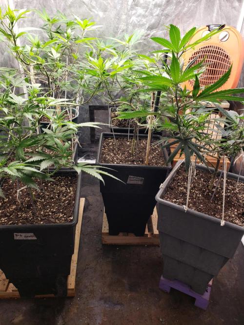 Gorilla🦍 Cookies🍪 FF - indoor. Week 7