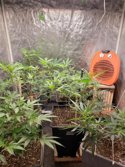 Gorilla🦍 Cookies🍪 FF - indoor. Week 7