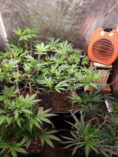 Gorilla🦍 Cookies🍪 FF - indoor. Week 7