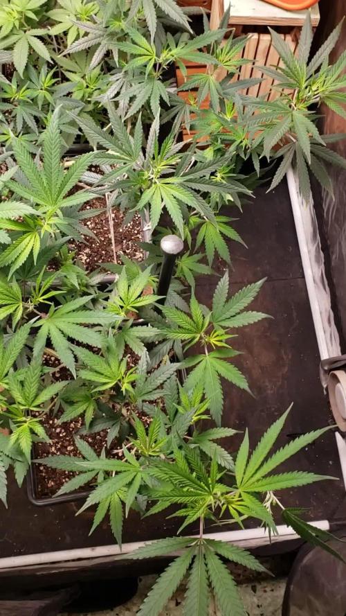 Gorilla🦍 Cookies🍪 FF - indoor