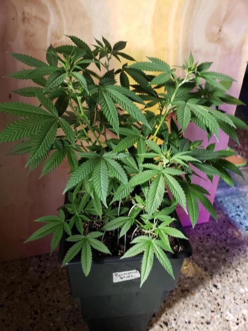Permanent Bluez indoor. Week 9