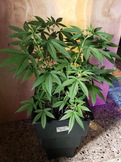 Permanent Bluez indoor. Week 9