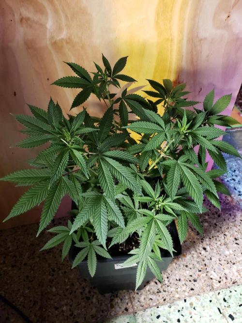 Permanent Bluez indoor. Week 9