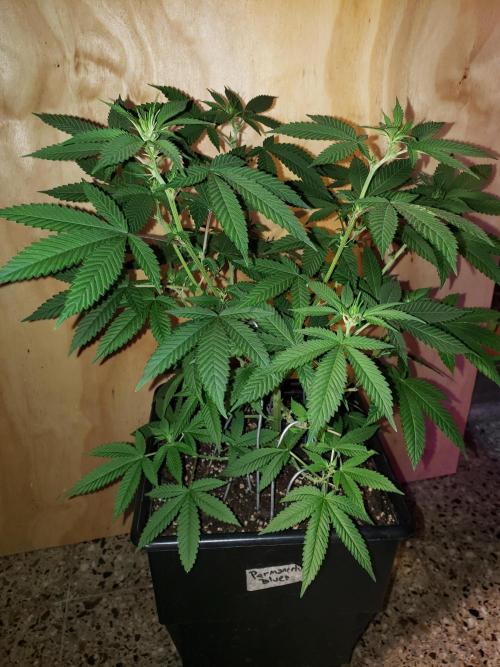 Permanent Bluez indoor. Week 9