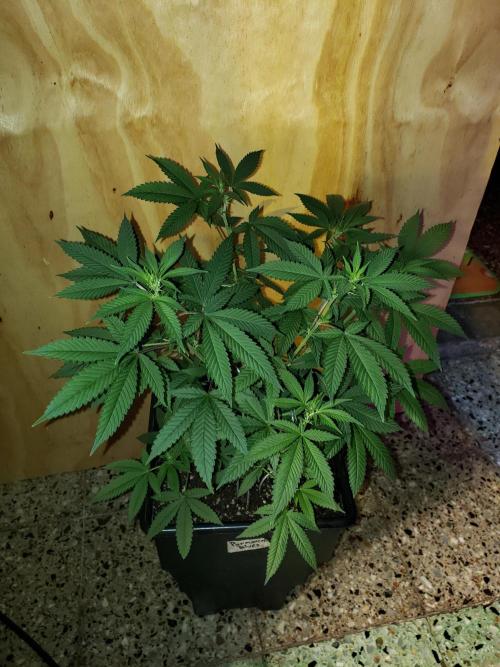 Permanent Bluez indoor. Week 9