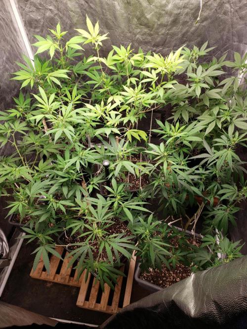 Gorilla🦍 Cookies🍪 FF - indoor. Week 8