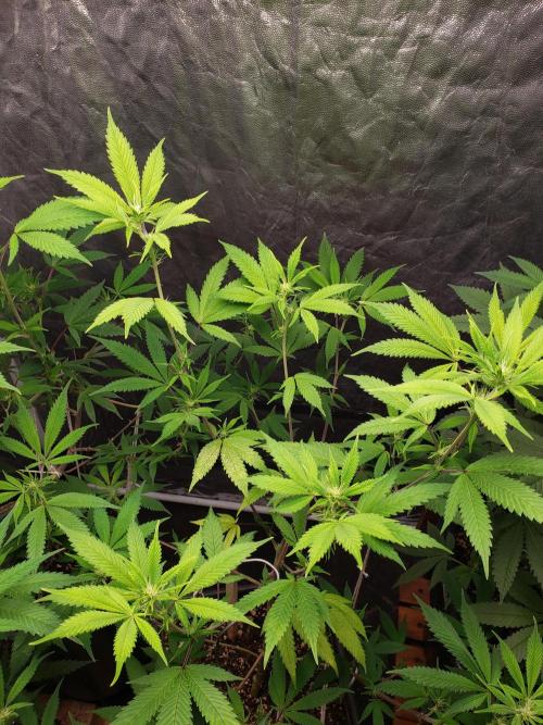 Gorilla🦍 Cookies🍪 FF - indoor. Week 8