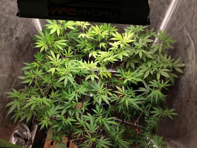 Gorilla🦍 Cookies🍪 FF - indoor. Week 8