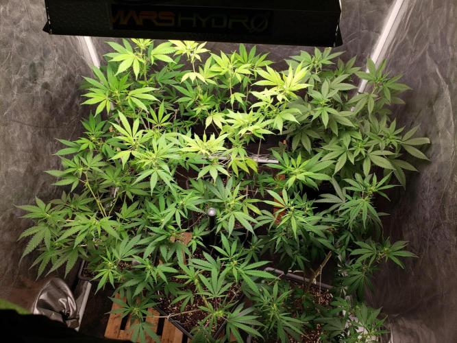 Gorilla🦍 Cookies🍪 FF - indoor. Week 8