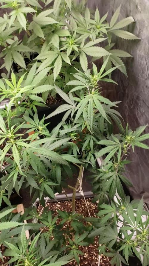 Gorilla🦍 Cookies🍪 FF - indoor