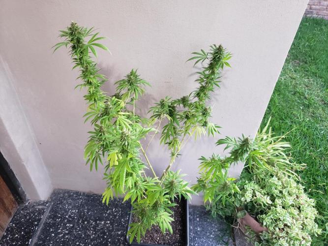Laughing Budda  - Outdoor 2026. Week 22