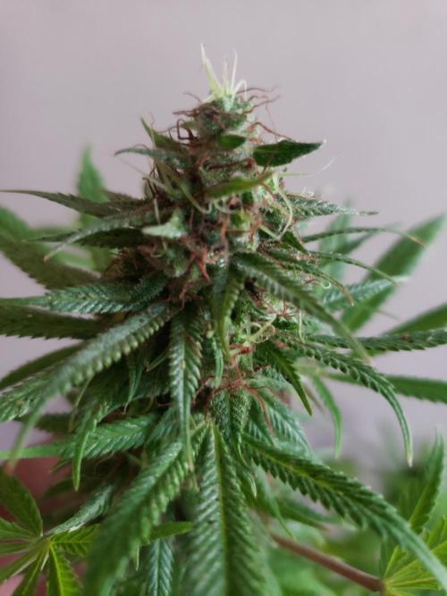 Laughing Budda  - Outdoor 2026. Week 22