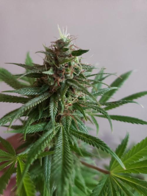 Laughing Budda  - Outdoor 2026. Week 22