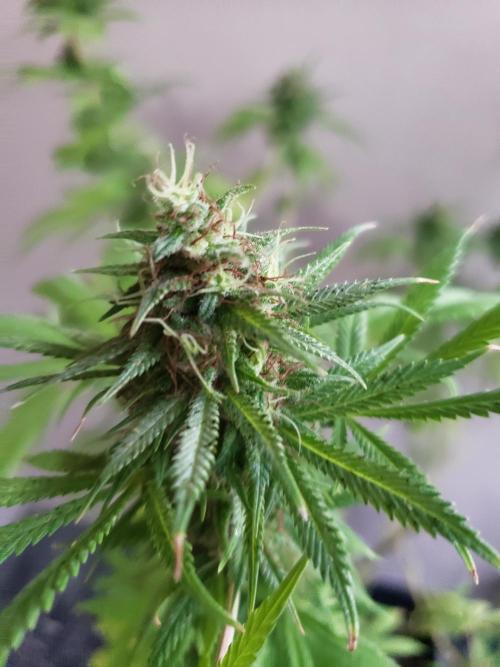 Laughing Budda  - Outdoor 2026. Week 22