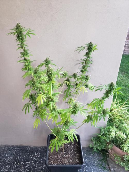 Laughing Budda  - Outdoor 2026. Week 22
