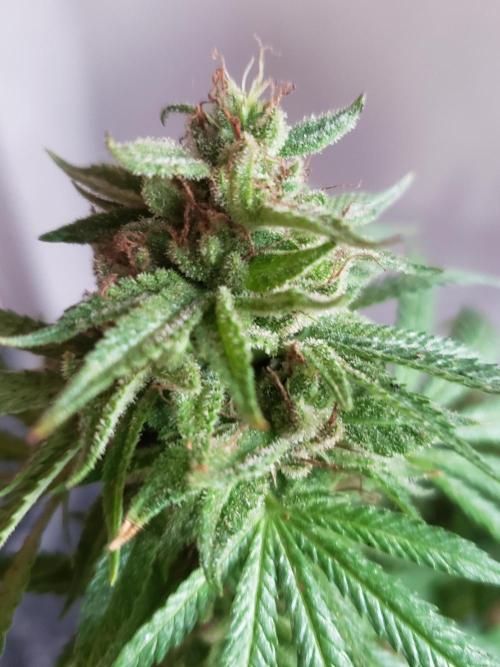 Gorilla Cookies FF - Outdoor 2026. Week 18