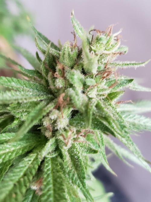 Gorilla Cookies FF - Outdoor 2026. Week 18