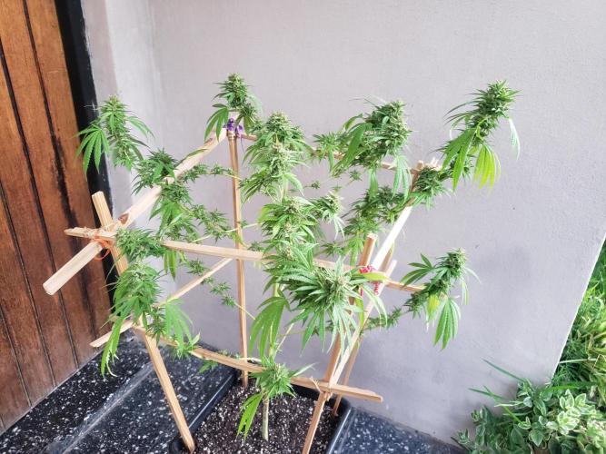 Gorilla Cookies FF - Outdoor 2026. Week 18